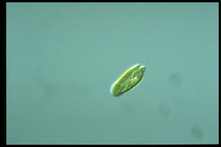 protist image