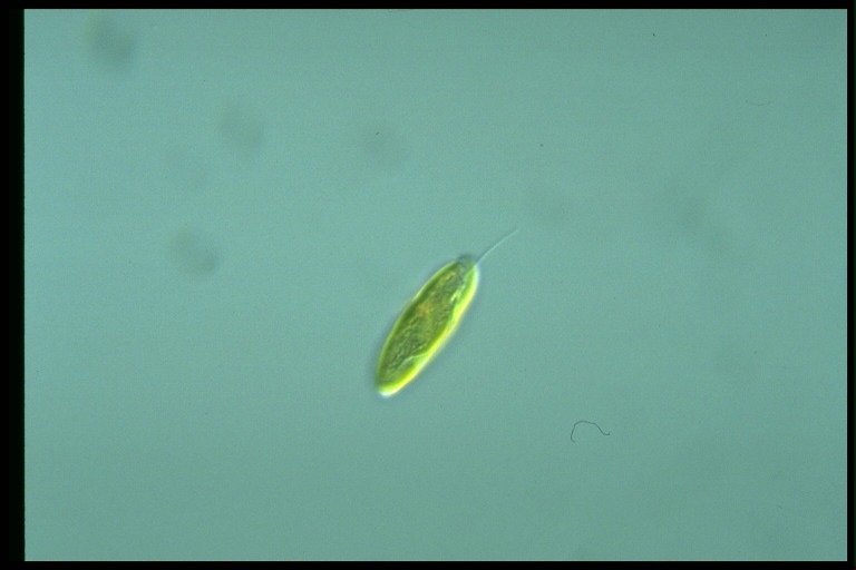 protist image