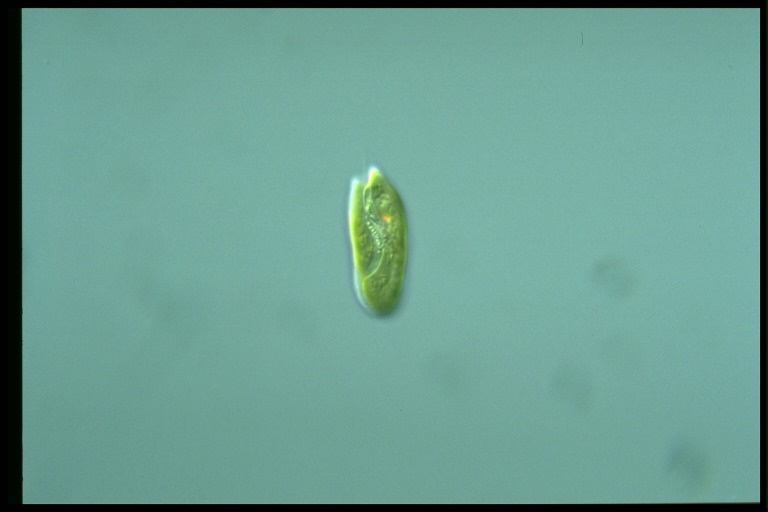 protist image