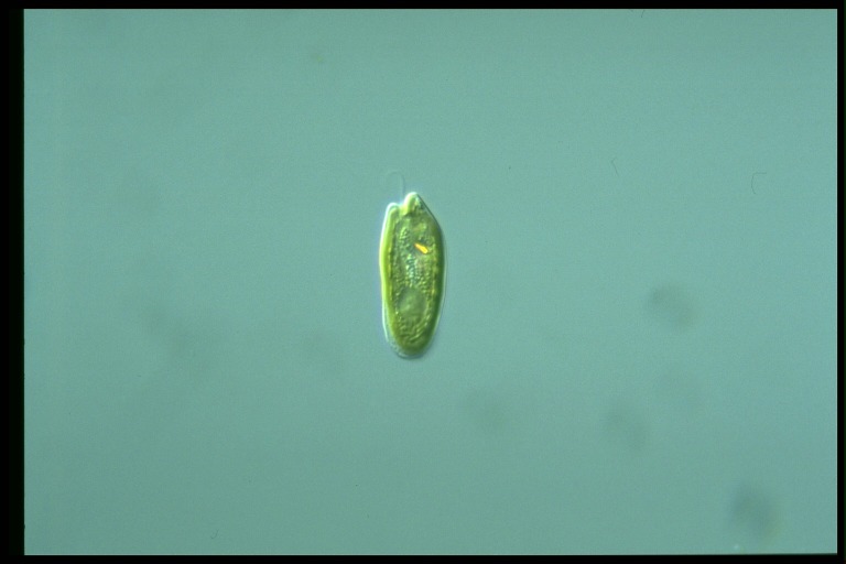 protist image