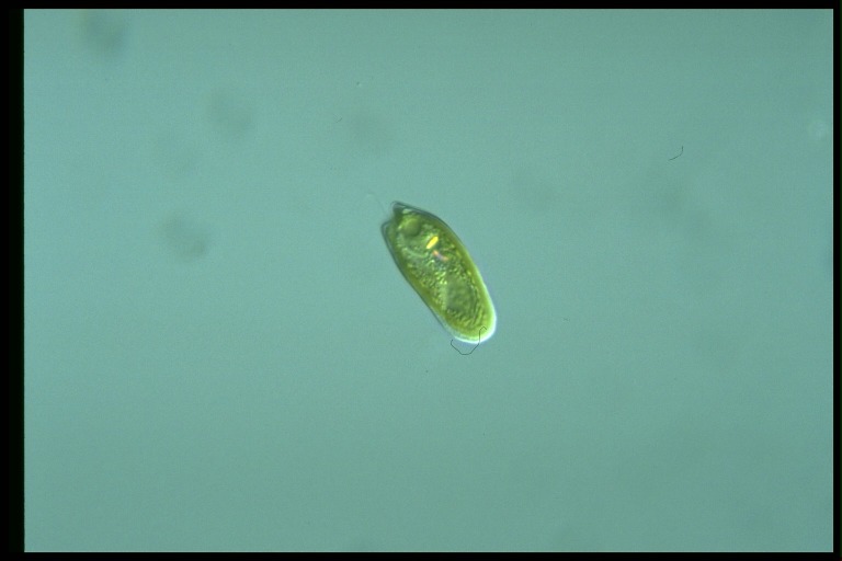 protist image