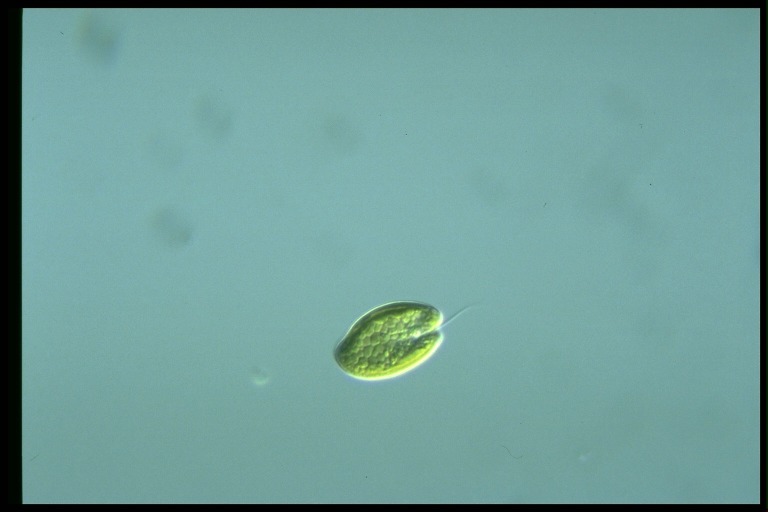 protist image