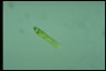 Euglena gracilis