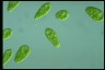 Euglena gracilis