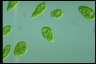 Euglena gracilis