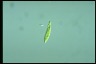 Euglena gracilis