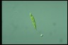 Euglena gracilis