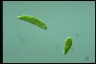 Euglena gracilis