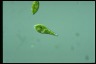 Euglena gracilis