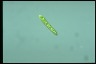 Euglena gracilis