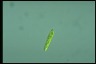 Euglena gracilis