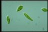 Euglena gracilis