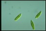 Euglena gracilis