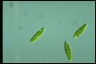 Euglena gracilis