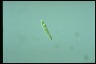 Euglena gracilis