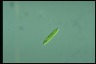 Euglena gracilis