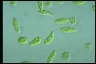 Euglena gracilis