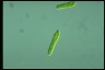 Euglena gracilis