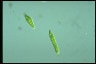 Euglena gracilis