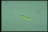 Euglena gracilis