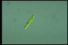 Euglena gracilis