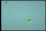 Euglena