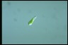 Euglena