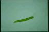 Euglena