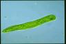 Euglena