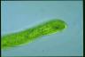 Euglena