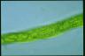 Euglena