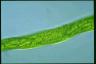 Euglena