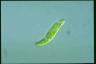 Euglena granulata