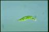 Euglena granulata