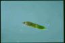 Euglena