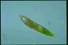 Euglena