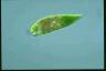 Euglena