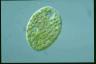 Euglena