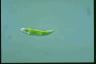 Euglena