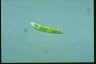 Euglena