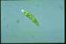 Euglena