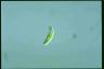 Euglena