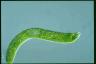 Euglena ehrenbergii