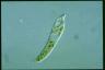 Euglena deses