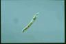 Euglena deses