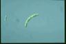 Euglena deses