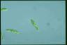 Euglena gracilis