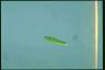 Euglena gracilis