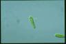 Euglena gracilis