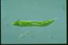 Euglena oxyuris